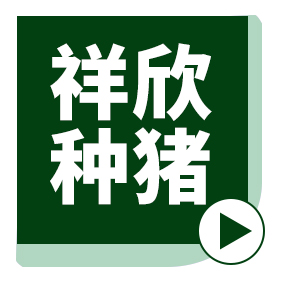 【首秀回看】祥欣种猪"秀"